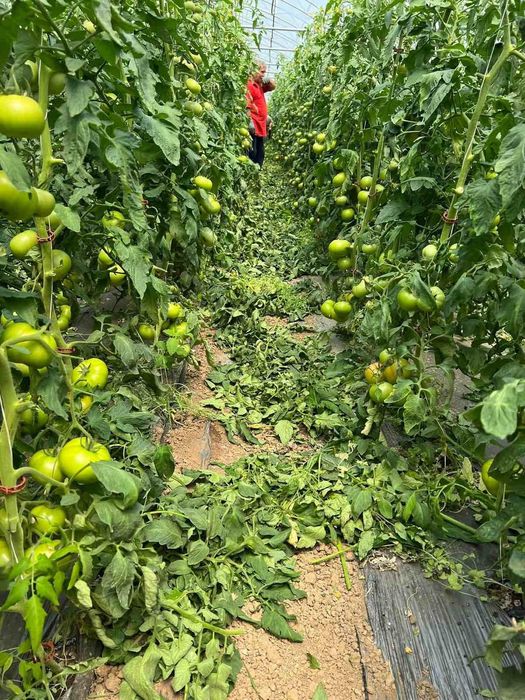 Продава се Земеделски имот в Търговище, Промишлена зона -  кв.м за 8334 €/дка - Снимка #8