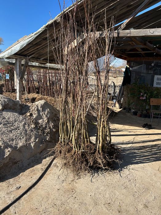 Дрян, Ядлив Кестен и орехи