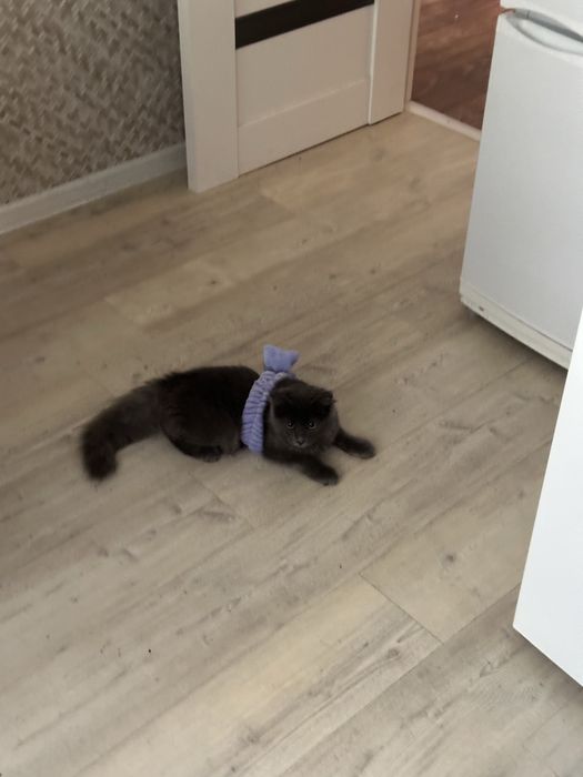 отдам котенка. Мальчик