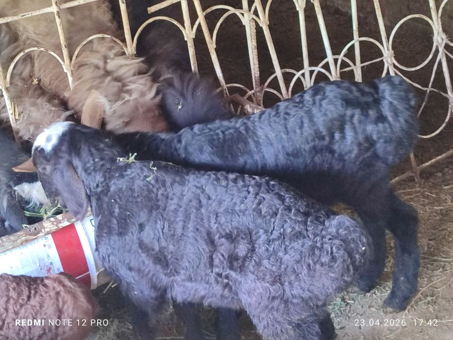 3 дона кучкорча сотилади