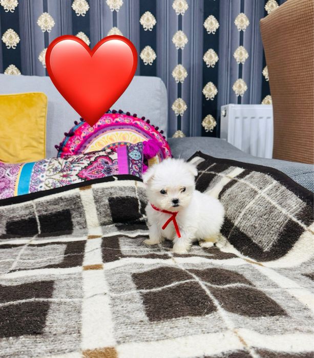 Mascul bichon maltez miny toy