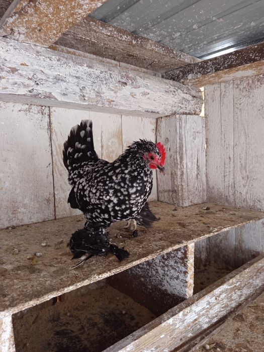 Vând oua pt incubat găini mii de flori