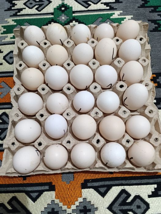 Leghorn alb ouă incubație.