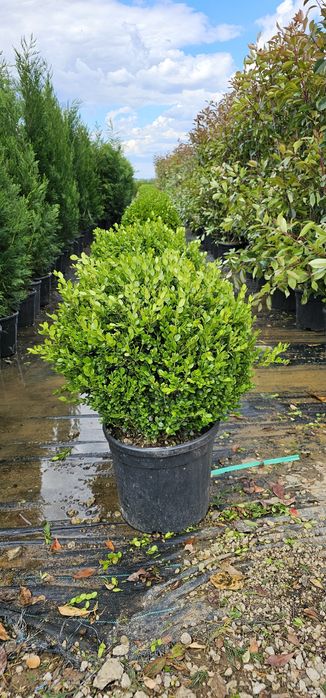 Tuia globular veșnic verde - buxus