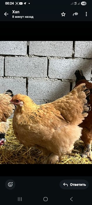 Продам куры брамы