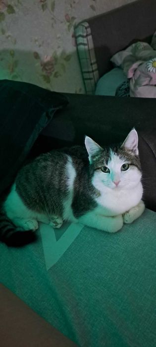 Кот в добрые руки