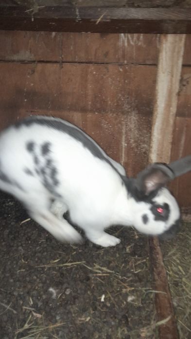 Iepuroice fluture german