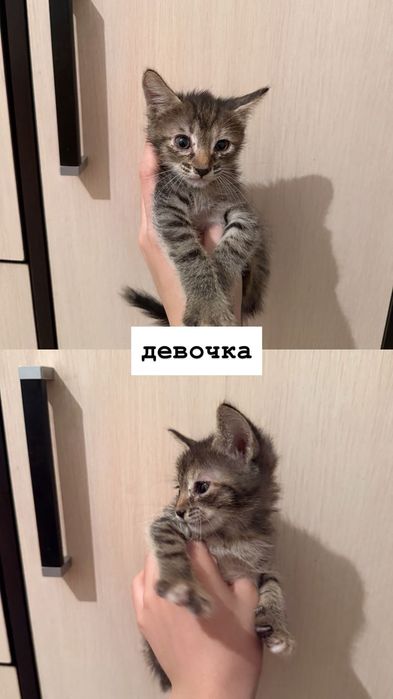 отдам котят в хорошие руки