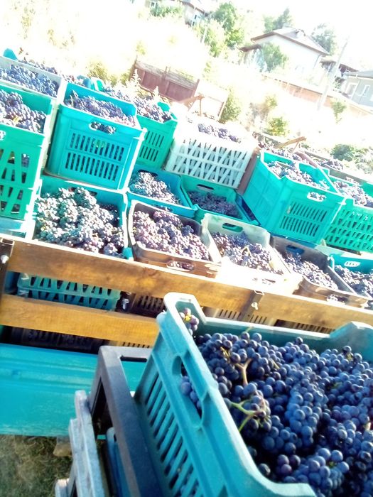 Продавам грозде Мерло. Каберне Фран рекацители