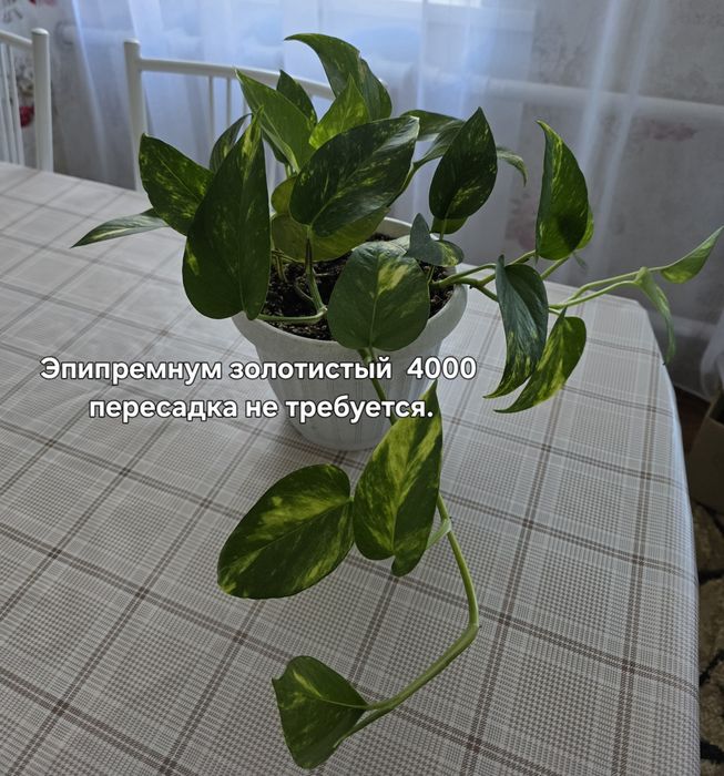 Комнатные растения
