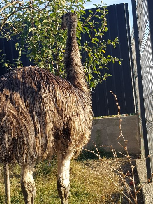 Vand strut emu mascul