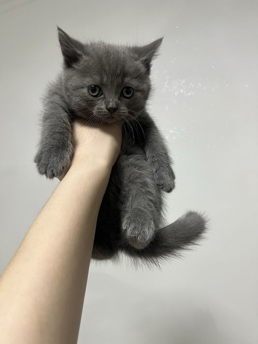 Котенок, девочка шот