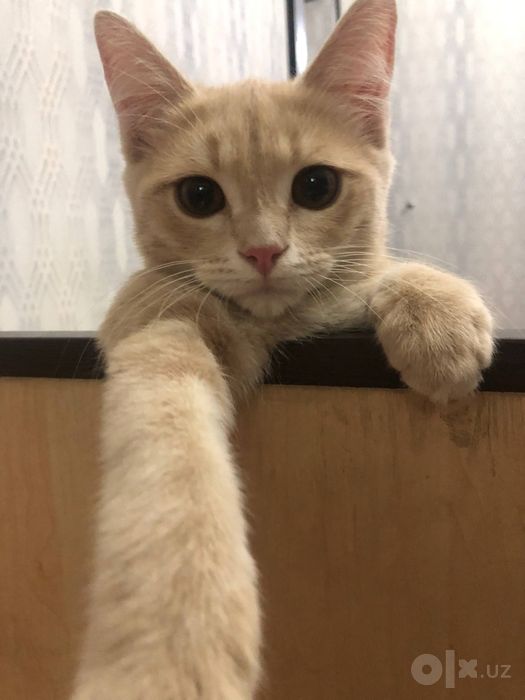 Котик приглашает кошечку на вязку
