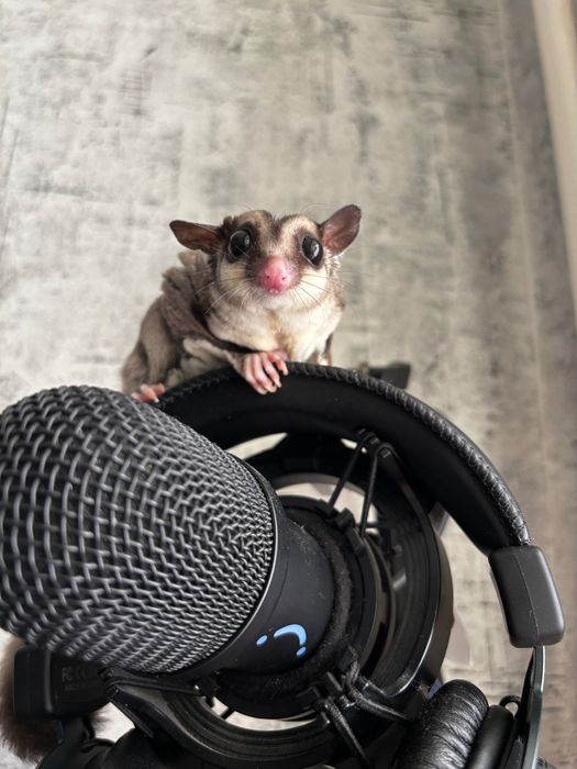 Сахарный поссум (белка летяга)