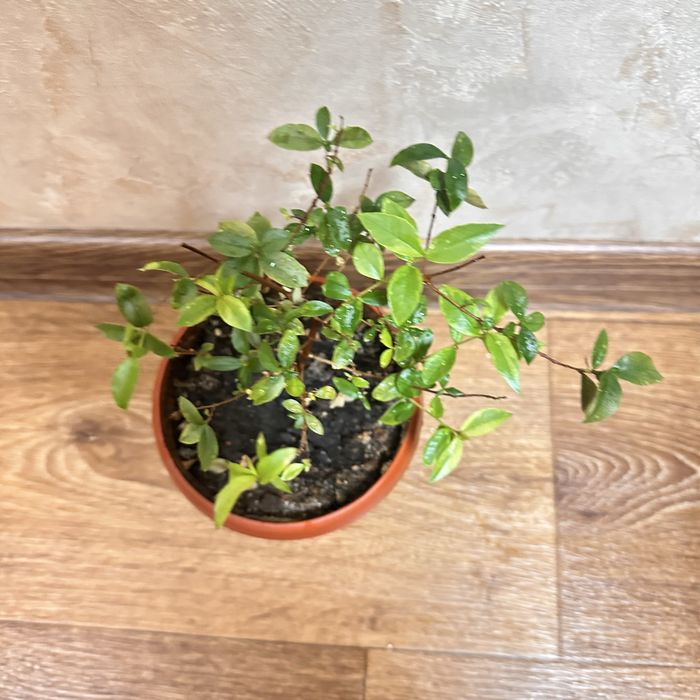 Продам растение Мирт