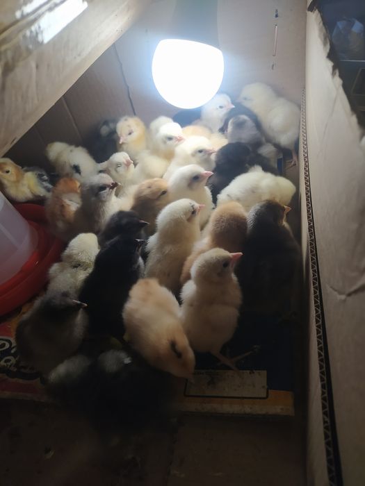 Продам цыплят домашних несушки