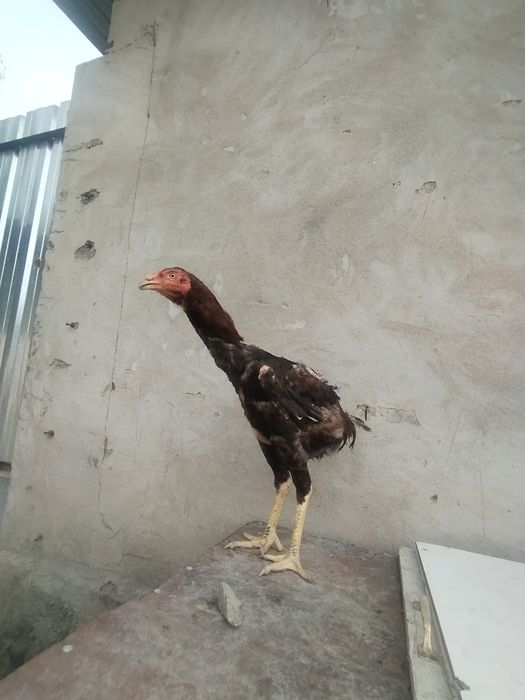 Продам птицу дакан
