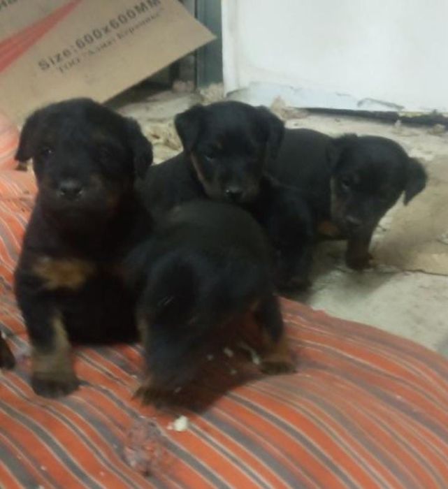 Ягдтерьер сабака...