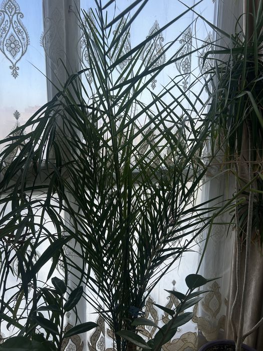 Продам комнатные цветы