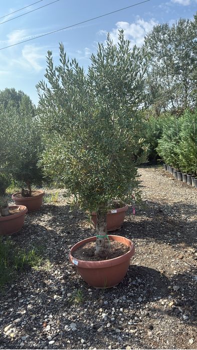 Maslini seculari rezistent la inghet