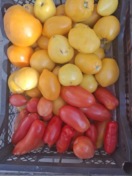 Продам  домашние помидоры