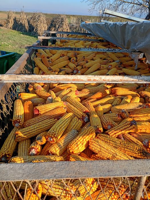 Vând porumb știuleți