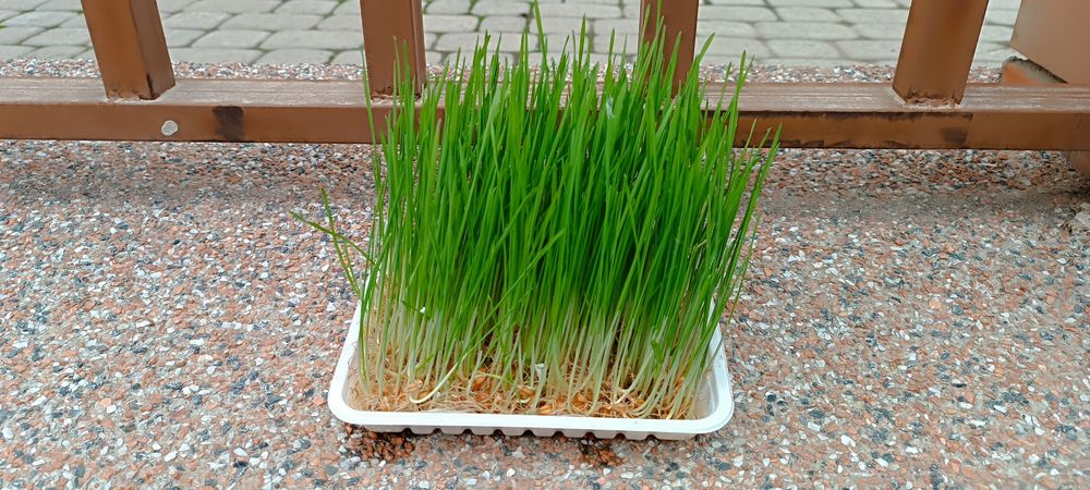 Гидропоника от 500 кг до 5 тон Ундирилган бугдой 500кгдан 5 тоннагача