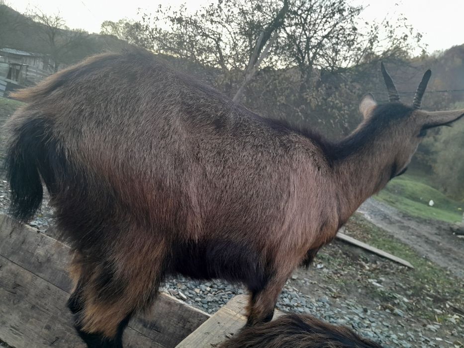 Vand o caprà care fatà mai tarziu si una fàtatà cu o iedutà