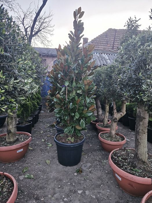 Glandeflora veșnic Verde măslini bonzai spirale bună