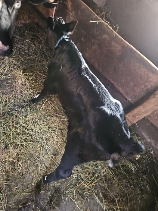 Sugar angus  de vânzare