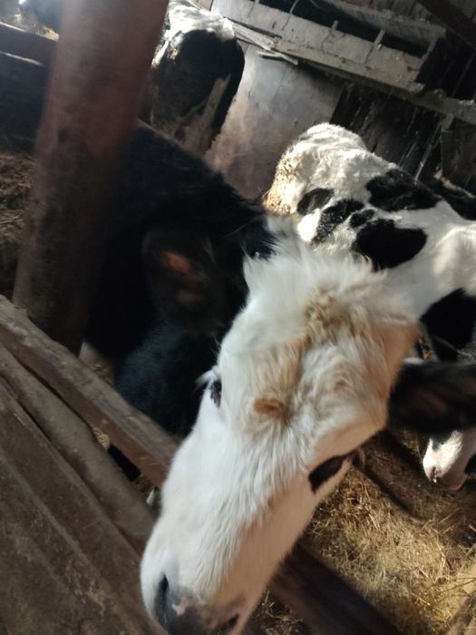 Продам теленка..