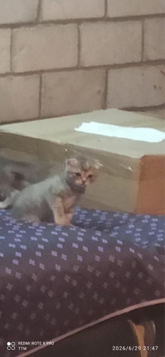 Продам котят вислоухие