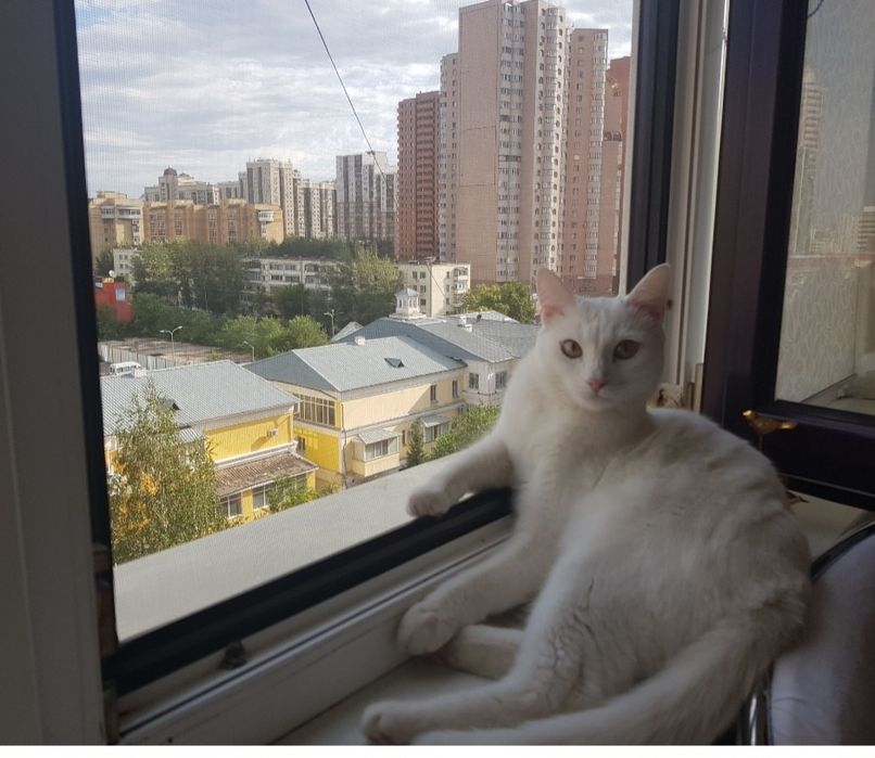 Отдам кота в добрые руки