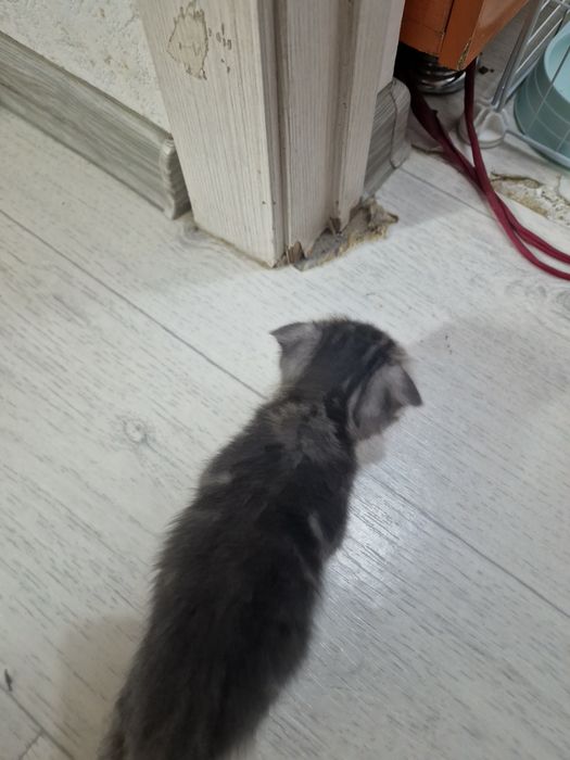 Вислоухий мальчик 1,5месяца