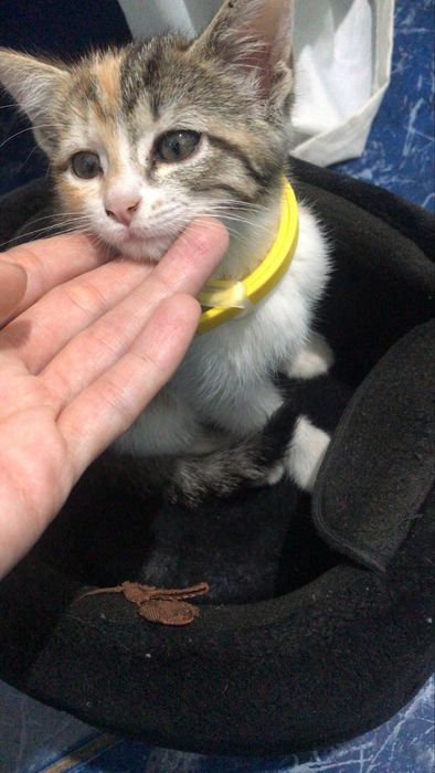 Милая девочка ищет себе дом!!!