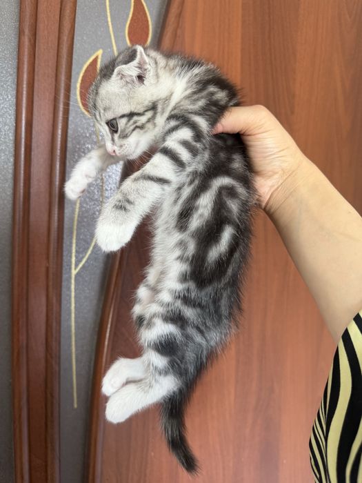 шотландский мысык
