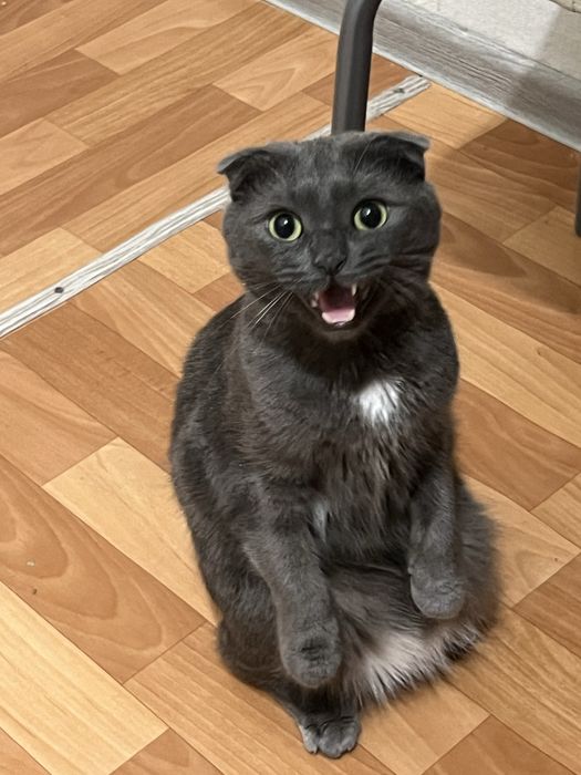 Отдам кота в добрые руки