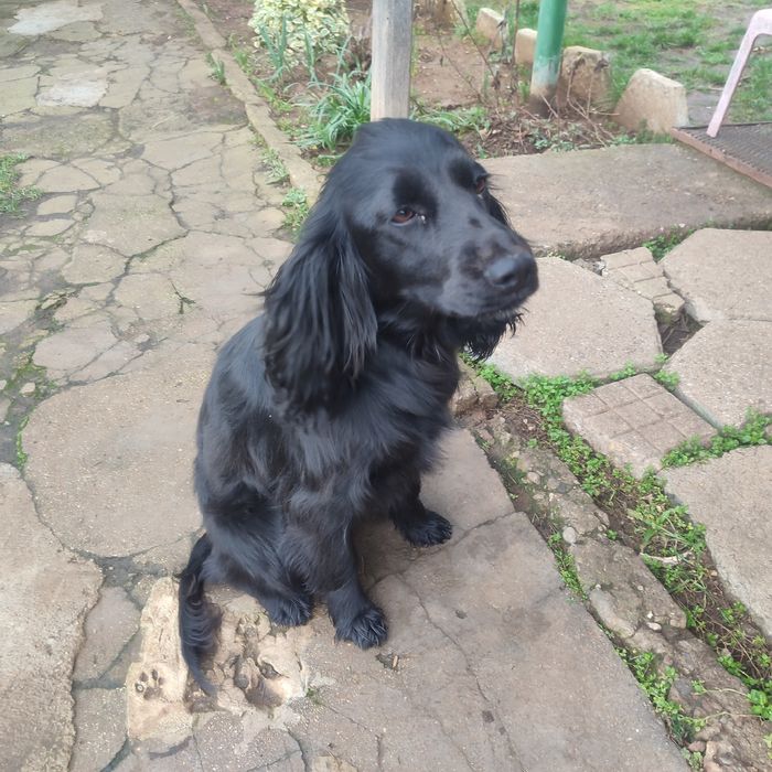 Куче кокер шпаньол за подробности пишете