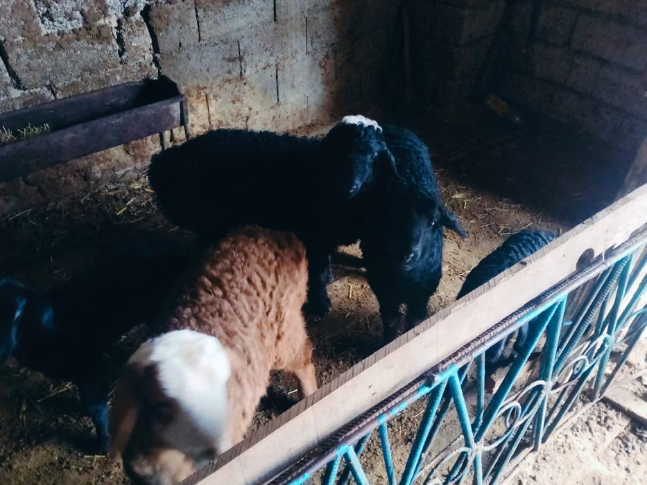 Қозылы қойлар сатылады