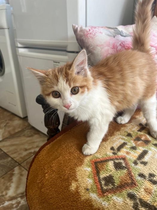 Рыжий дачный котенок