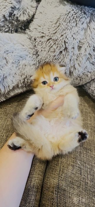 Скоттиш фолд элит