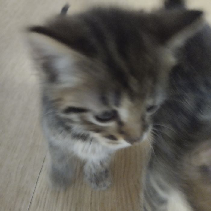 Котенок девочка, серо-полосатая