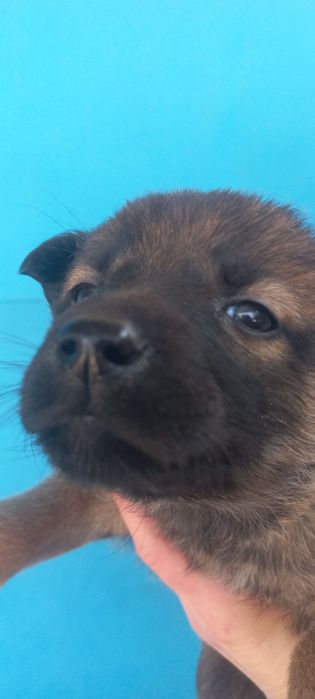 Отдам в добрые руки