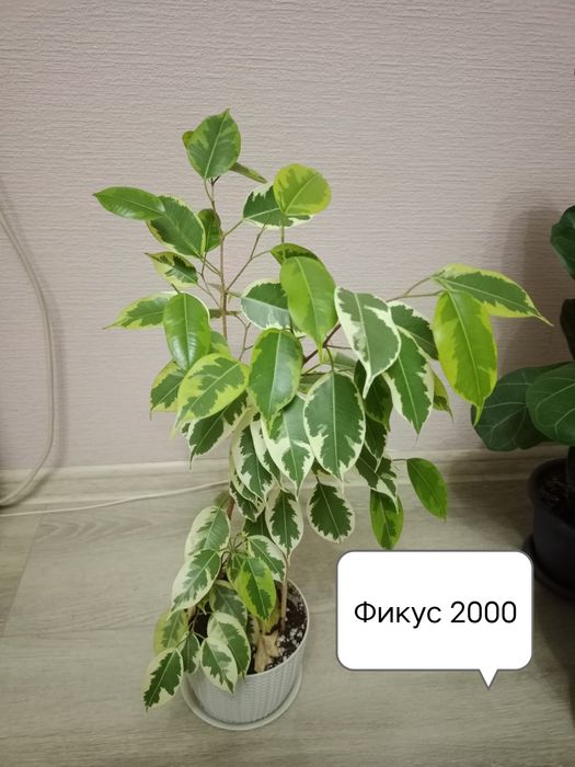 Продам фикусы, антуриум