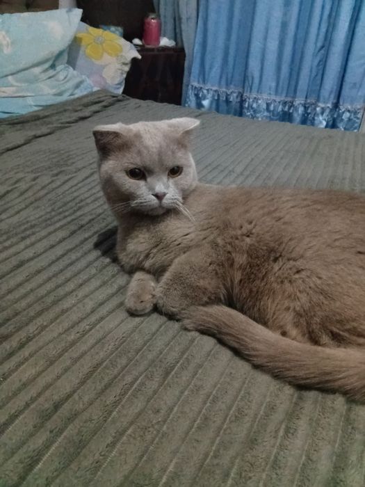 Отдам даром котов