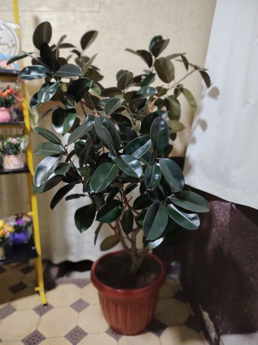 Fikus (qora shaxzoda) guli