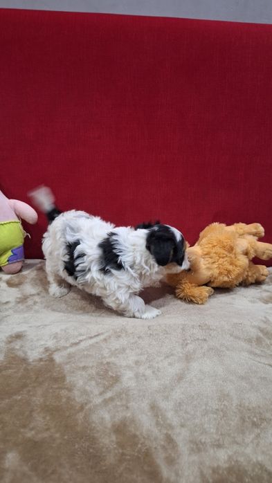 Бийвър Йоркширски териер