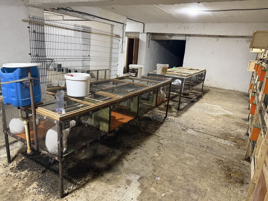 Куен кафас сотилади