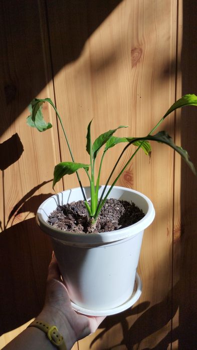 Комнатные цветы обмен