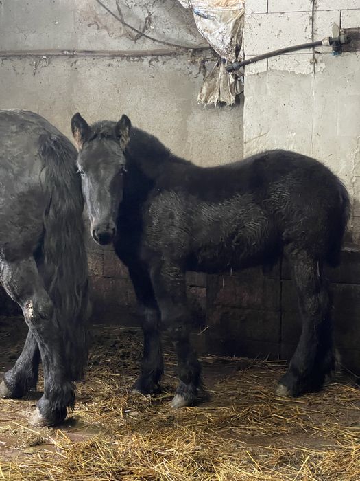 Mânz de 6 luni, negru fara semn